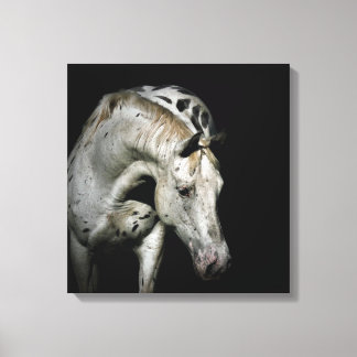 Impressão Em Tela Foto do Cavalo de Appaloosa