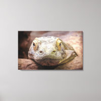 Foto Do Dragão Komodo Com Face Triste