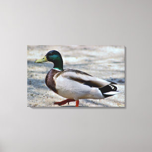 Impressão Em Tela Foto do Pato-real