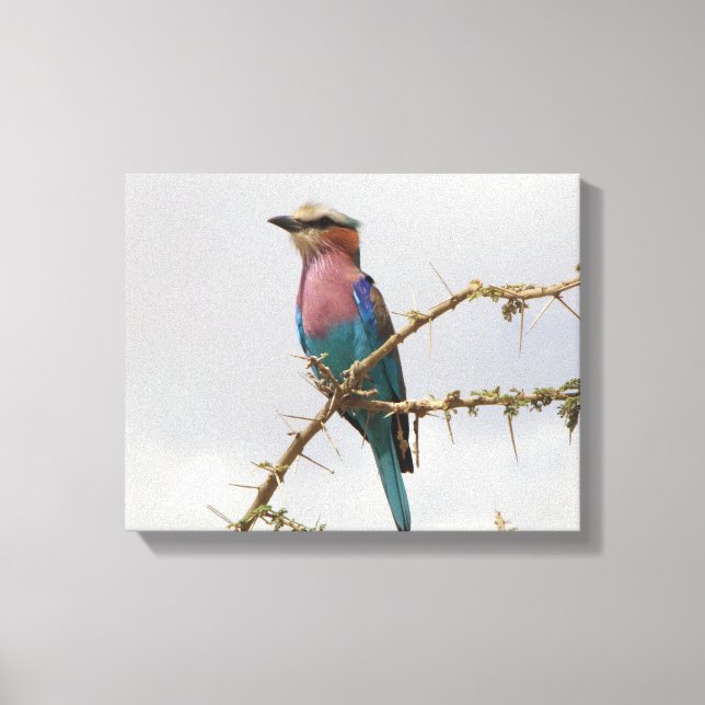 Impressão Em Tela Foto do Rainbow Bird (Frente)