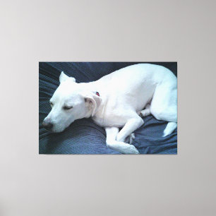 Impressão Em Tela Foto Fofa de Cachorro Branco Adormecido e Bonito