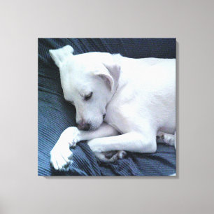 Impressão Em Tela Foto Fofa de Cachorro Branco e Bonito Descansando