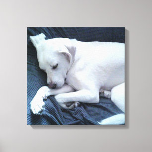 Impressão Em Tela Foto Fofa de Cachorro Branco e Bonito Descansando