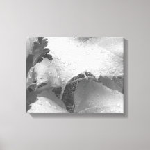 Foto preta e branca de folhas de uva úmida e de ro