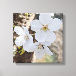 Impressão Em Tela Fotografia aproximada de flor de cerejeira
