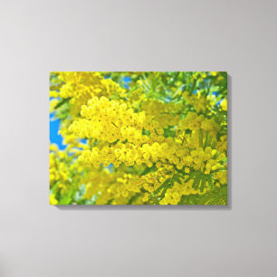 Impressão Em Tela Fotografia Botânica Amarela de Flor Mimosa