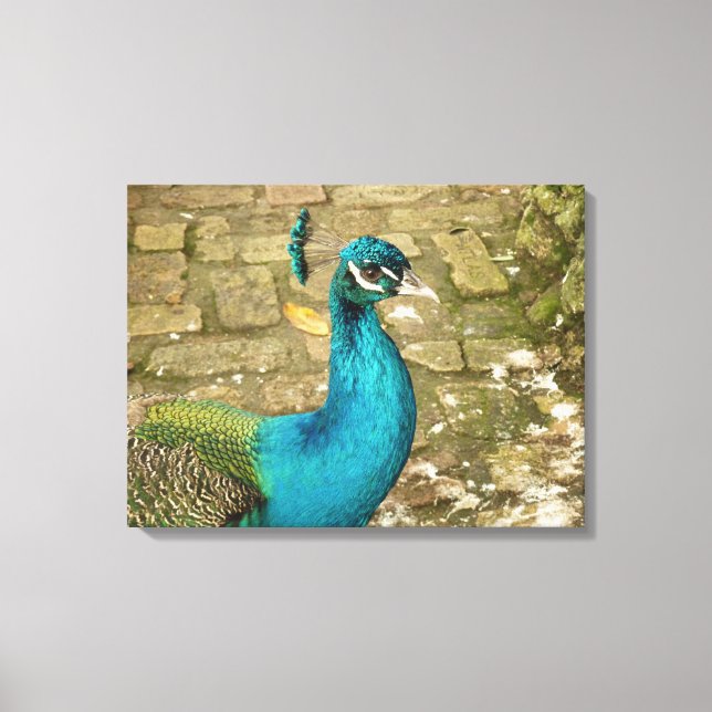 Impressão Em Tela Fotografia da Bela Natureza do Pavão (Frente)