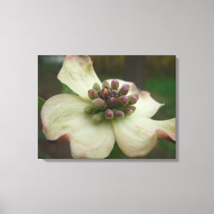 Impressão Em Tela Fotografia da flor do Dogwood