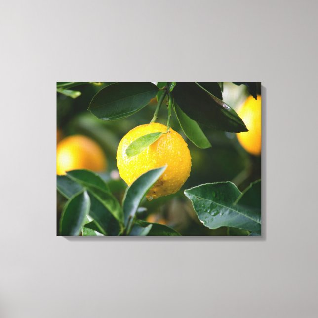 Impressão Em Tela Fotografia da Fruta da árvore Lemon (Frente)