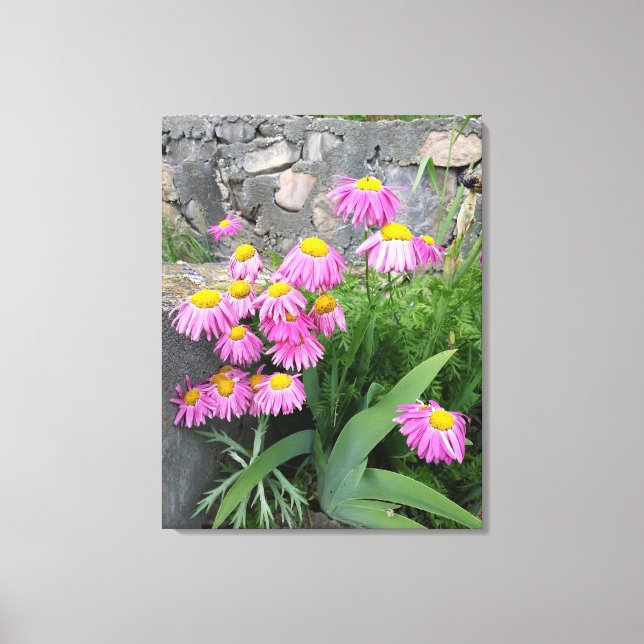 Impressão Em Tela Fotografia da natureza: Daisy Flowers Pintado Rosa (Frente)