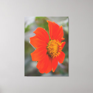 Impressão Em Tela Fotografia da Natureza Flor Laranja Quente Vibrant