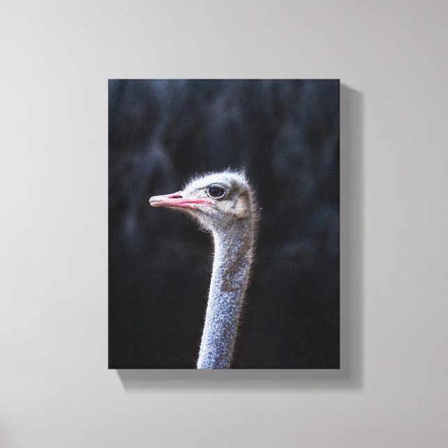 Impressão Em Tela Fotografia de Avestruz (Frente)