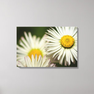 Impressão em tela Fotografia de flores de margarid