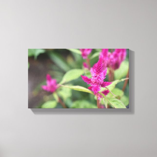 Impressão Em Tela Fotografia de Flores Rosa Celosia Garden Nature (Frente)