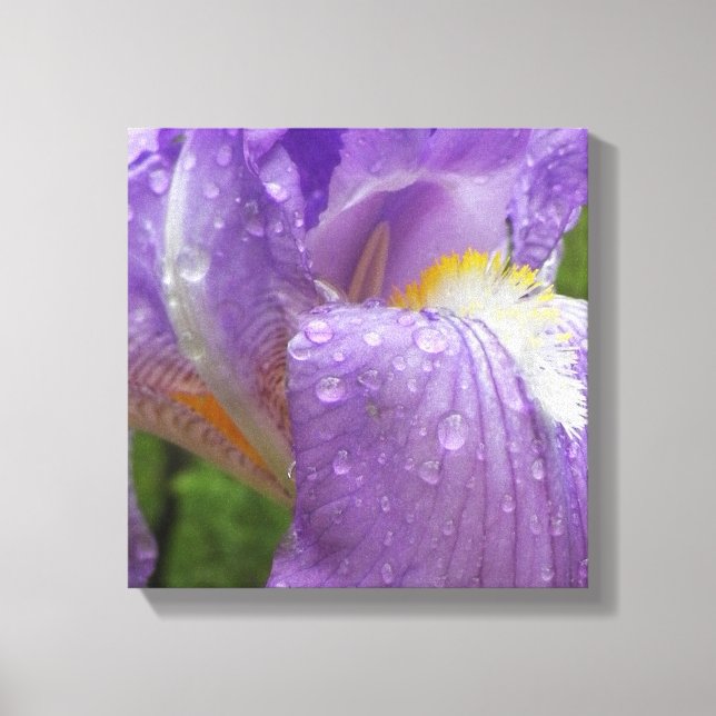 Impressão Em Tela Fotografia de Íris Roxo (Frente)