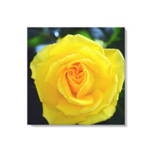 Fotografia de rosa amarela adorável.