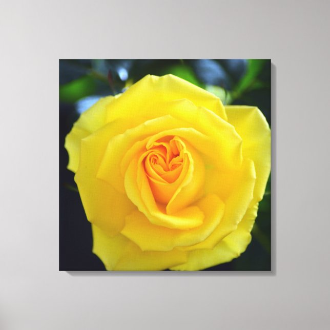 Impressão Em Tela Fotografia de rosa amarela adorável. (Frente)