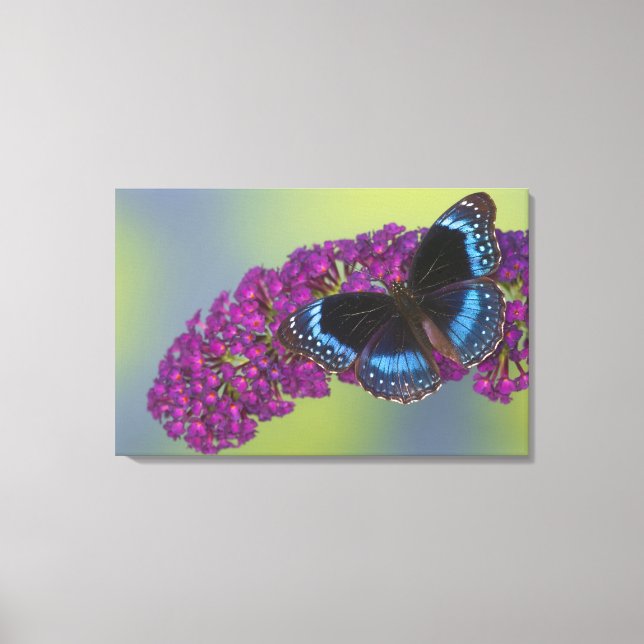 Impressão Em Tela Fotografia de Sammamish Washington da borboleta 37 (Front)