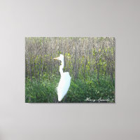 Fotografia de um Egret selvagem na canvas.
