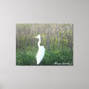 Impressão Em Tela Fotografia de um Egret selvagem na canvas.
