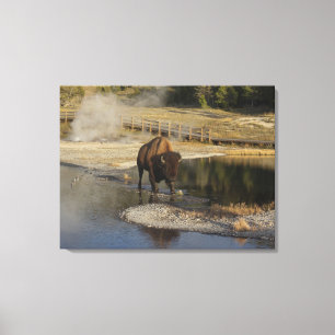 Impressão Em Tela Fotografia de vida selvagem de Bison Yellowstone A