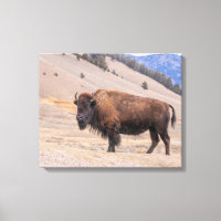 Fotografia do Búfalo Americano, Yellowstone