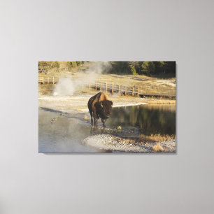 Impressão Em Tela Fotografia dos animais selvagens de Yellowstone do