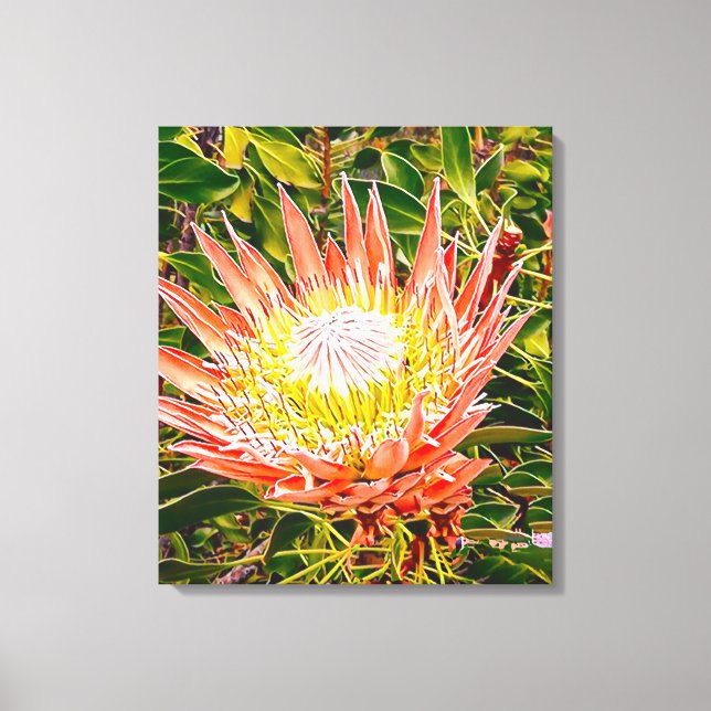 Impressão Em Tela Fotografia floral australiana Protea (Frente)