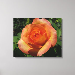 Impressão Em Tela Fotografia Floral Laranja Peach Rosa