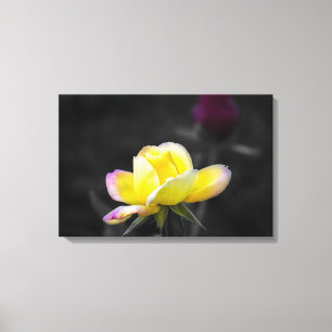 Impressão em Tela Fotografia Rosa Amarela