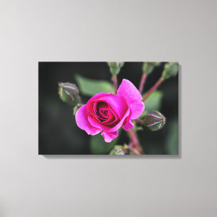 Impressão em Tela Fotografia Rosa e Botões Rosa