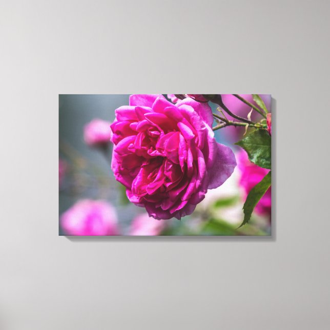 Impressão em Tela Fotografia Rosa Rosa (Frente)