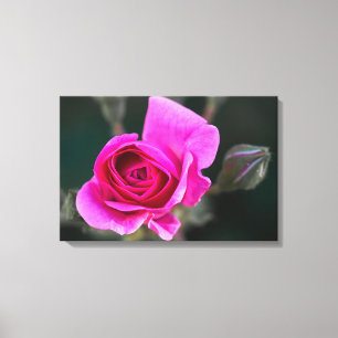 Impressão em Tela Fotografia Rosa Rosa e Botões