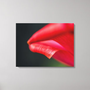 Impressão Em Tela Fotomacrografia de Pétala de Tulipa Vermelha