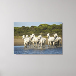 Impressão Em Tela França, Camargue. Cavalos correm pelo estuário 3