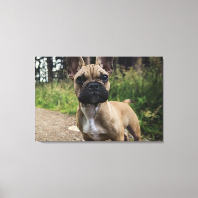 Impressão Em Tela French Bulldog Throw Pillow (Frente)