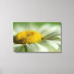 Impressão Em Tela Fresca Daisy