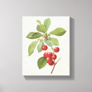 Impressão Em Tela Fruta Vintage Cereja Comida, Cerejas por Redoute