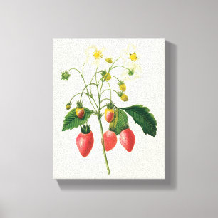 Impressão Em Tela Frutas Vermelhas Frutas Antigas por Redoute