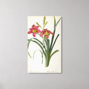 Impressão Em Tela Fulva do Hemerocallis, de "Les Liliacees", 1805