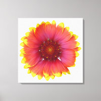 Gaillardia 1