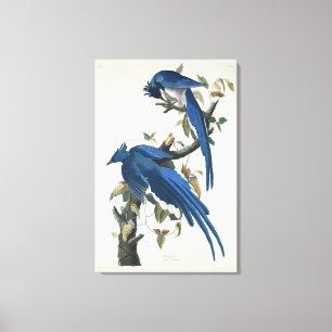 Impressão Em Tela Gaio de Columbia de Audubon Gaio de Garganta Preta