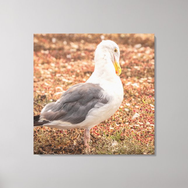 Impressão Em Tela Gaivota ocidental (Frente)