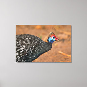 Impressão Em Tela Galinha-d'angola (Numida meleagris). África,