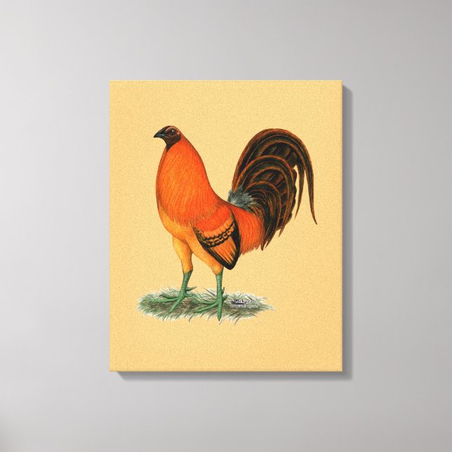 Impressão Em Tela Galo Combatente Ginger Vermelho (Frente)