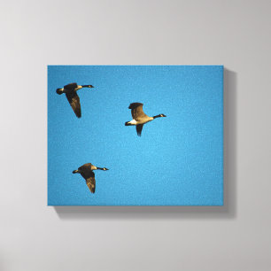 Impressão Em Tela Gansos canadenses em voo 
