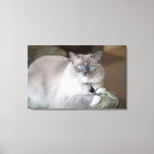 Impressão Em Tela Gata Ragdoll fêmea