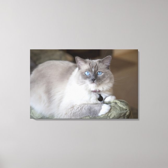 Impressão Em Tela Gata Ragdoll fêmea (Frente)