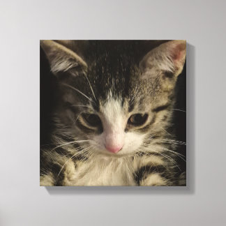Impressão Em Tela Gatinho