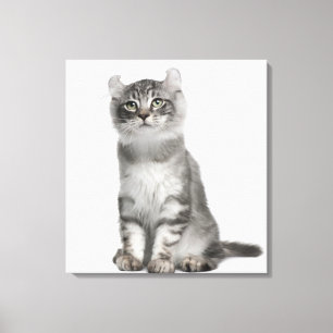 Impressão Em Tela Gatinho americano da onda (3 meses velho)